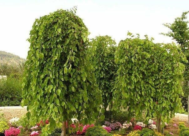 Лиственные растения с плакучей формой кроны. Лиственные растения с плакучей формой кроны.