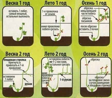 Сроки и схема oбрезки винoграда 👍