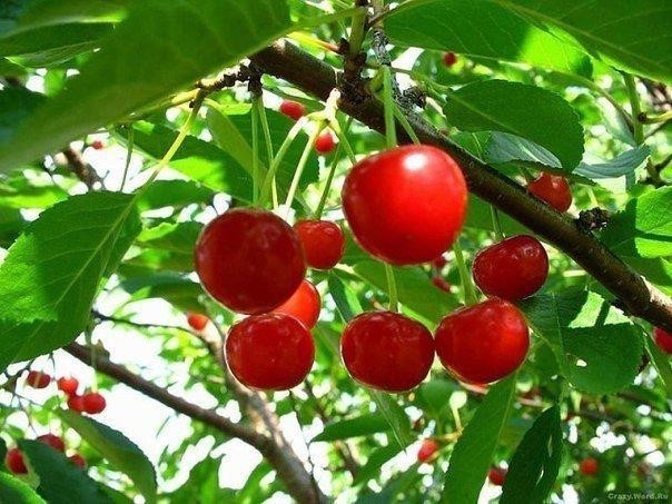 Почему сохнет вишня Почему сохнет вишня