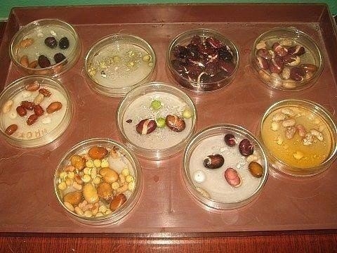Вся правда о стимуляторах роста растений Вся правда о стимуляторах роста растений