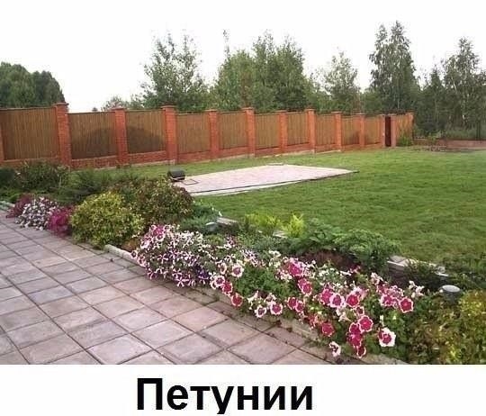 Цветы вдоль дома