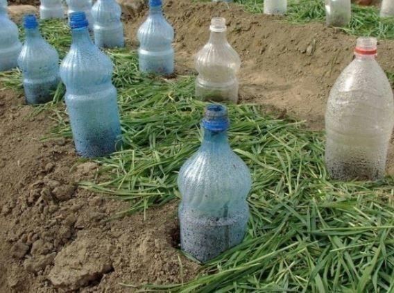 🍃 ПРО ПОСАДКУ КАПУСТЫ (От подписчицы)🍃 🍃 ПРО ПОСАДКУ КАПУСТЫ (От подписчицы)🍃