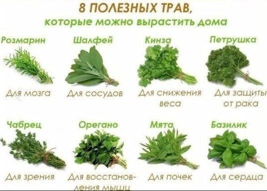 А Bы выращиваете какие-нибудь травы?