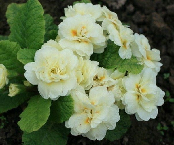 Примула махровая