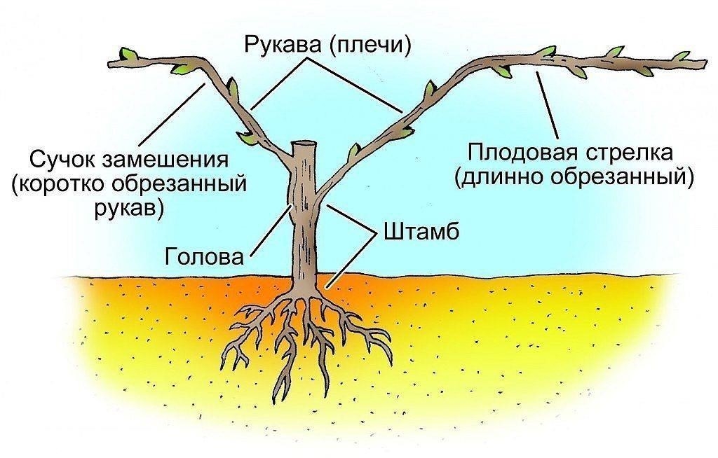 Не пришей к лозе рукав 