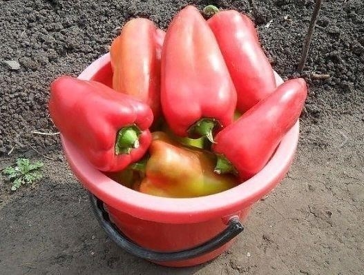 Чтобы перцы были крепкими, а урожай богатым!😉 Чтобы перцы были крепкими, а урожай богатым!😉