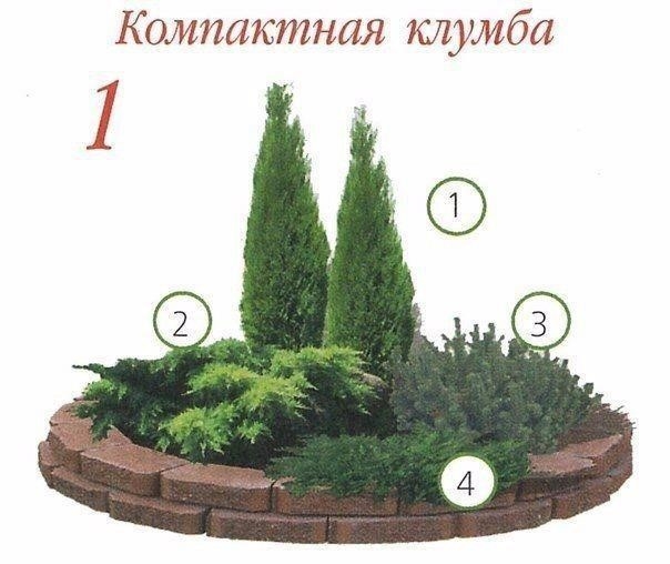 Клумбы с хвойными растениями Клумбы с хвойными растениями