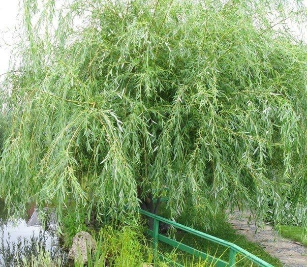 Лиственные растения с плакучей формой кроны. Лиственные растения с плакучей формой кроны.