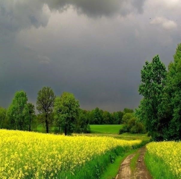 Перед грозой... Природа - лучший дизайнер.