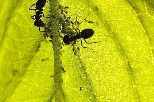 10 народных советов, которые стоит попробовать, если вам досаждают эти в общем-то полезные, но на даче нежелательные насекомые 10 народных советов, которые стоит попробовать, если вам досаждают эти в общем-то полезные, но на даче нежелательные насекомые