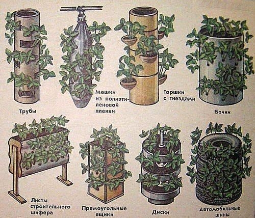 Бочка вместо грядки 