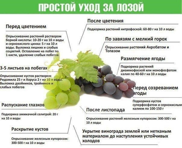 Простой уход за лозой