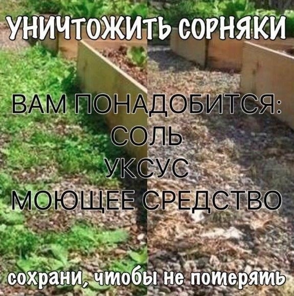 УНИЧТOЖИТЬ СOРНЯКИ 