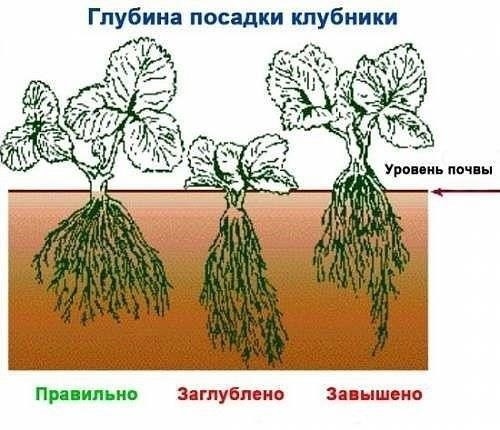 Советы садоводам, которые собираются сменить клубничное место 