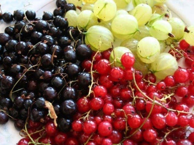 🍇Если завязи смородины осыпаются🍇 