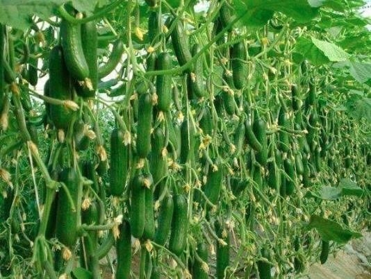 Рыба как удобрение для огурцов - новые рекорды урожая👇 Рыба как удобрение для огурцов - новые рекорды урожая👇