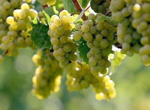 Советы по выращиванию винограда. Советы по выращиванию винограда.