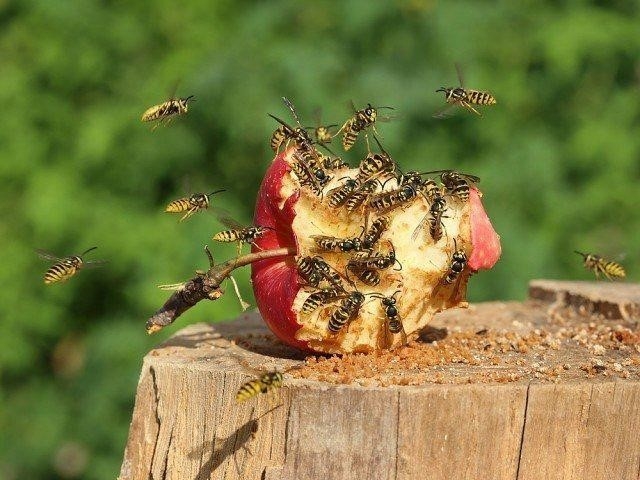 Как избавиться от ос на даче