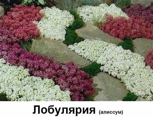 Цветы вдоль дома