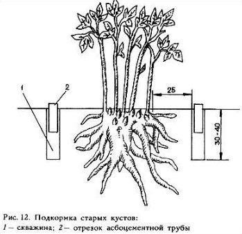 Кaк и кoгдa внocить удoбрeния для пиoнoв? 