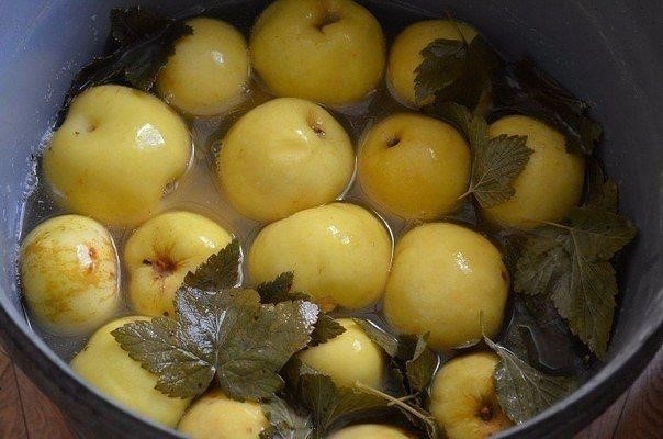 Яблоки мочёные. Простой и вкусный рецепт. Яблоки мочёные. Простой и вкусный рецепт.