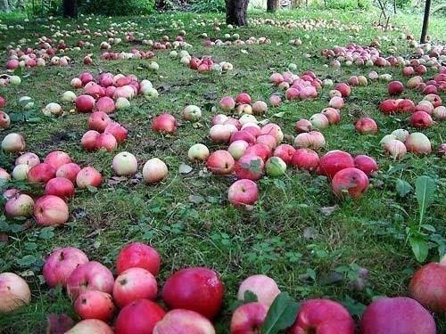 🍎Почему осыпаются яблоки ?🍎 