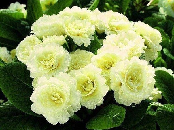 Примула махровая