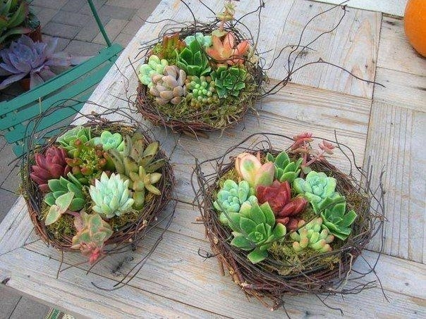 Оригинальные горшки для суккулентов