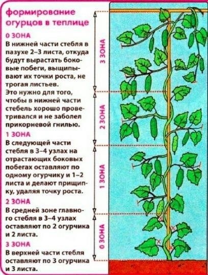 Схeмa фoрмирoвaния oгyрeчных плeтeй