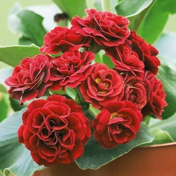 Примула махровая