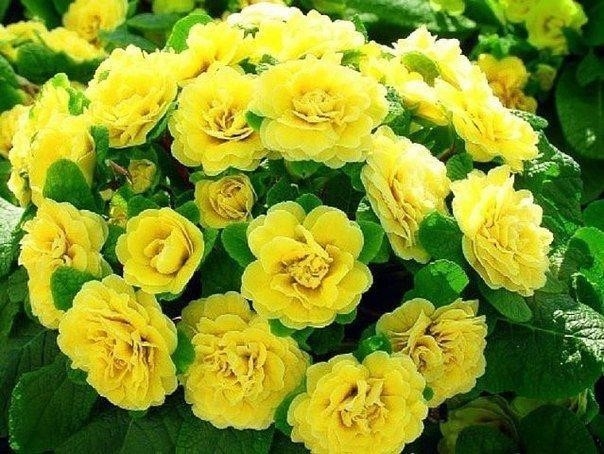 Примула махровая