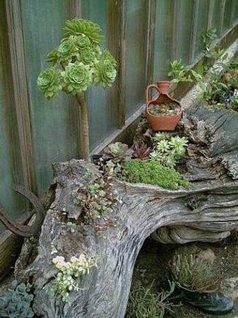 Суккуленты на бревне