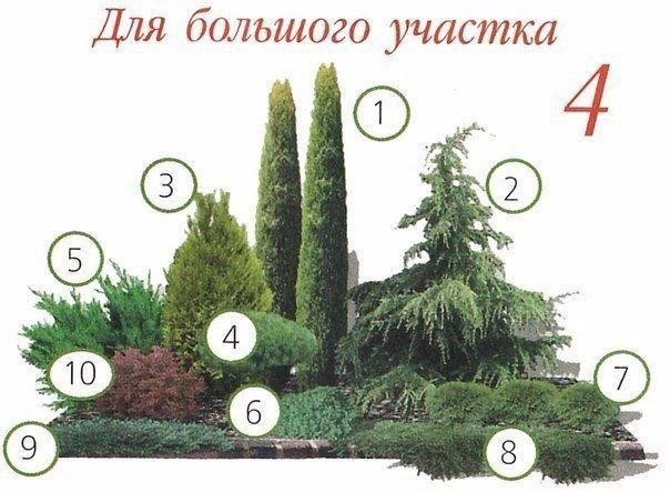Клумбы с хвойными растениями Клумбы с хвойными растениями