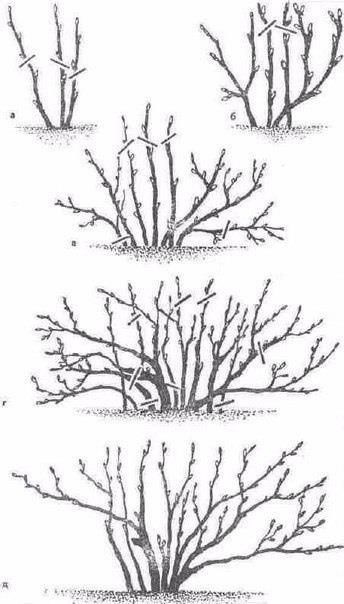 10 золотых правил обрезки смородины