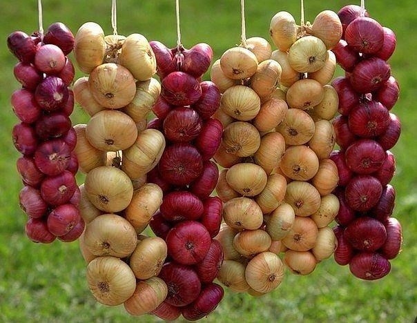 Зачем луку чай? Зачем луку чай?